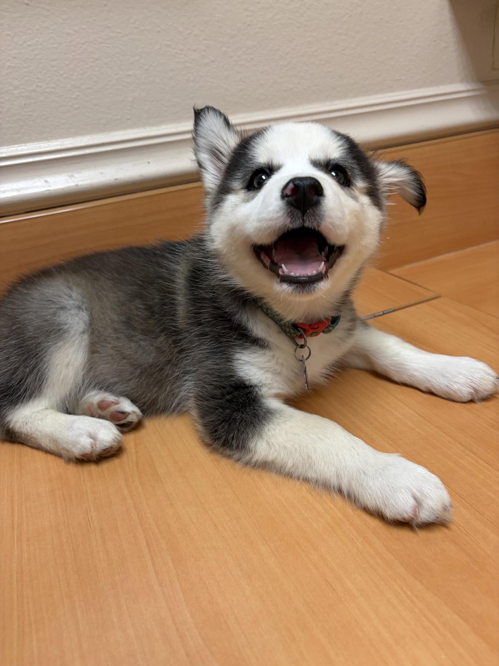 Chocolate chip, Adopted, Puppy Female Siberian Husky.