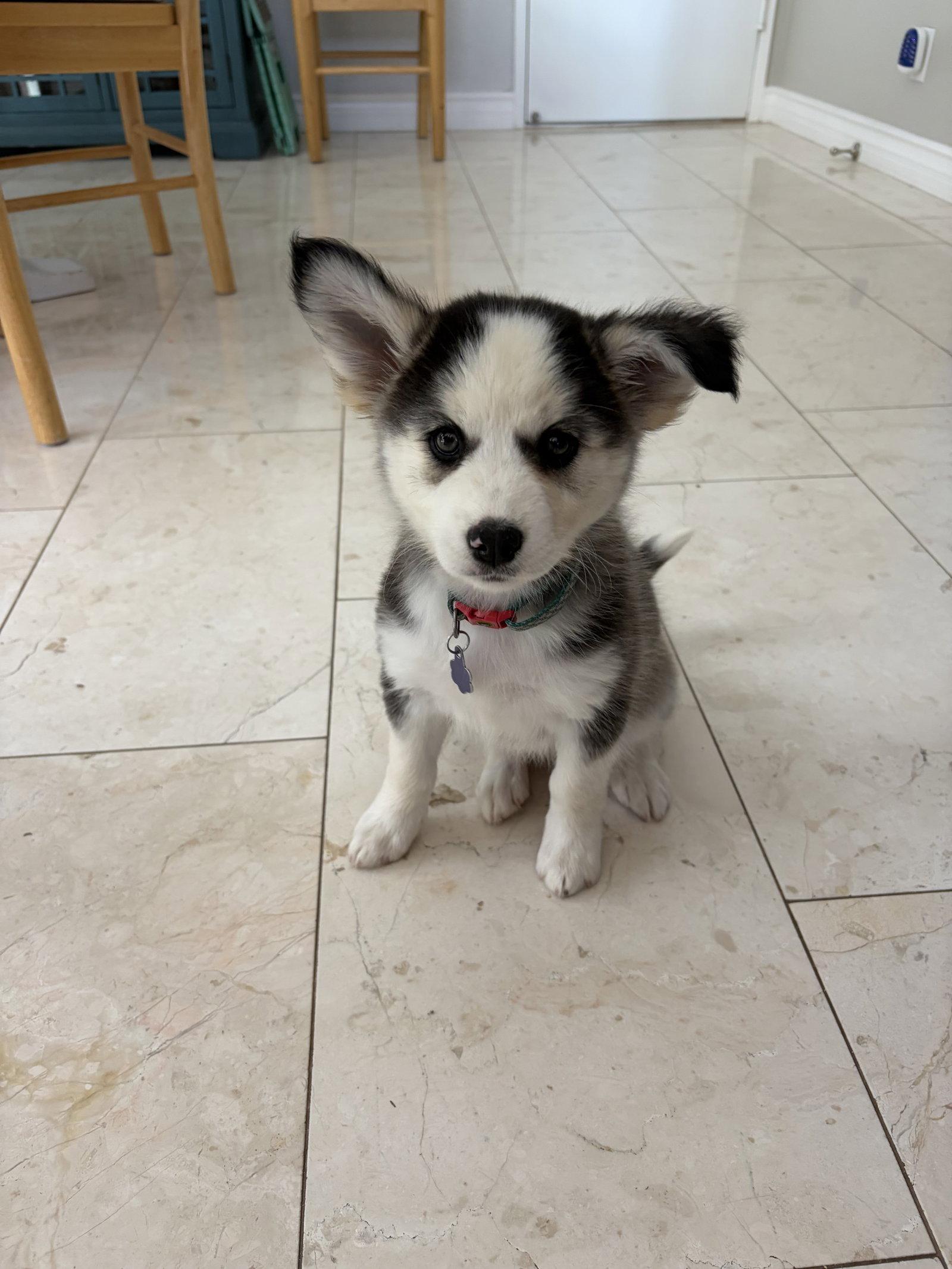 Enlarge Chocolate chip, a Adopted Siberian Husky in Fullerton, CA image 2/3