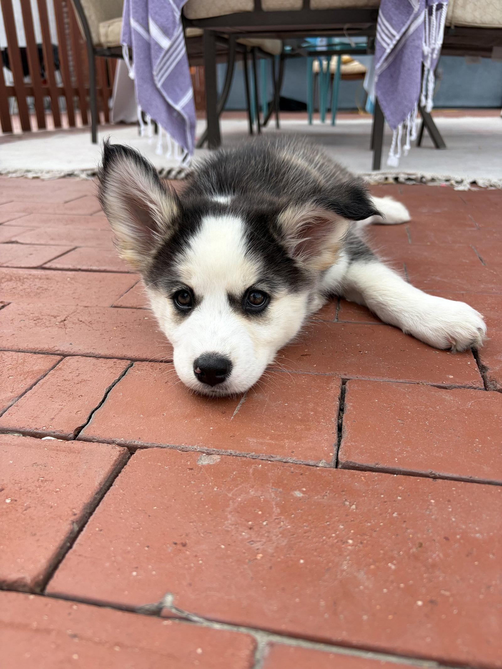 Enlarge Chocolate chip, a Adopted Siberian Husky in Fullerton, CA image 3/3