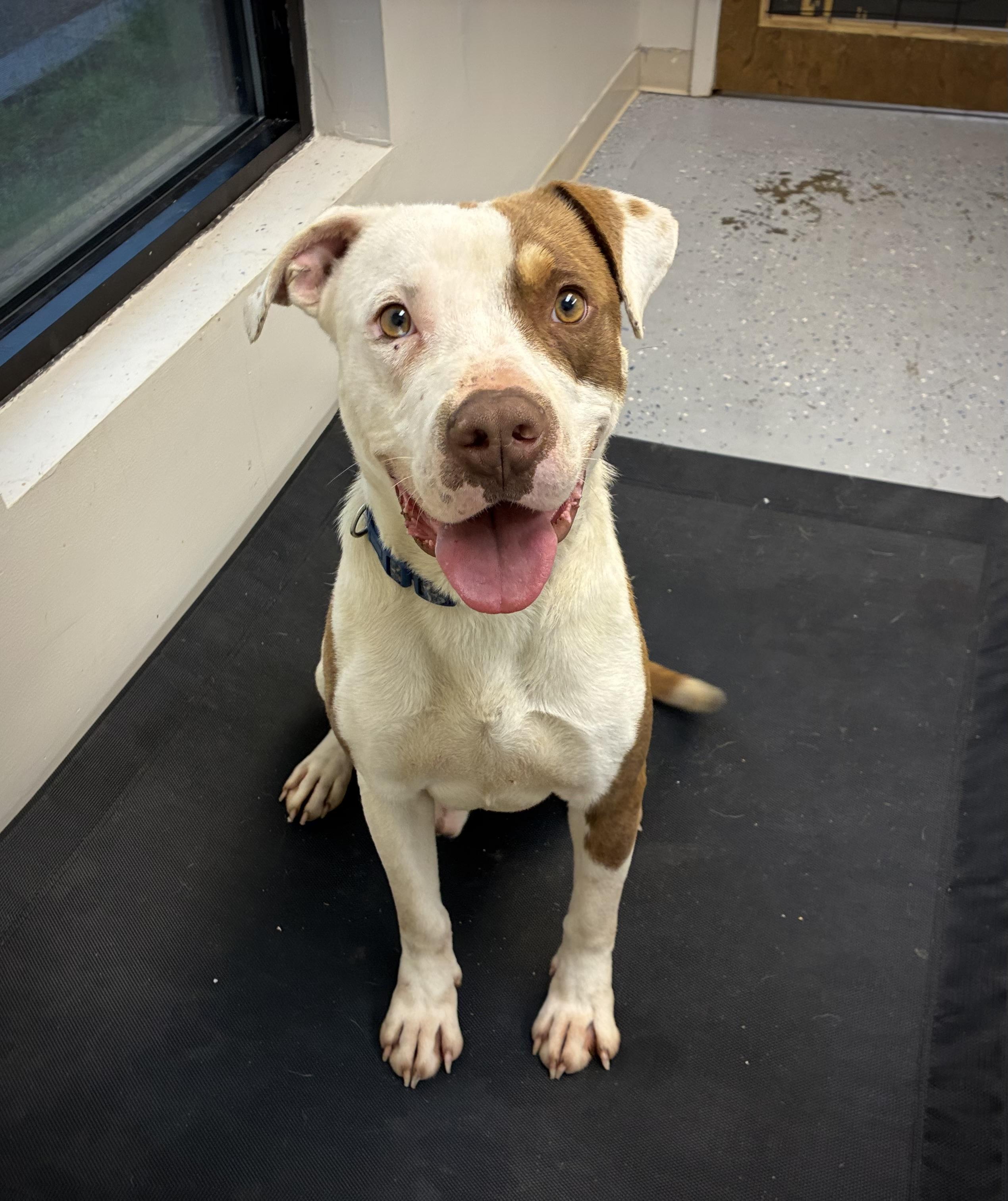 Enlarge Andy, a Adoptable Pit Bull Terrier in Senatobia, MS image 3/4