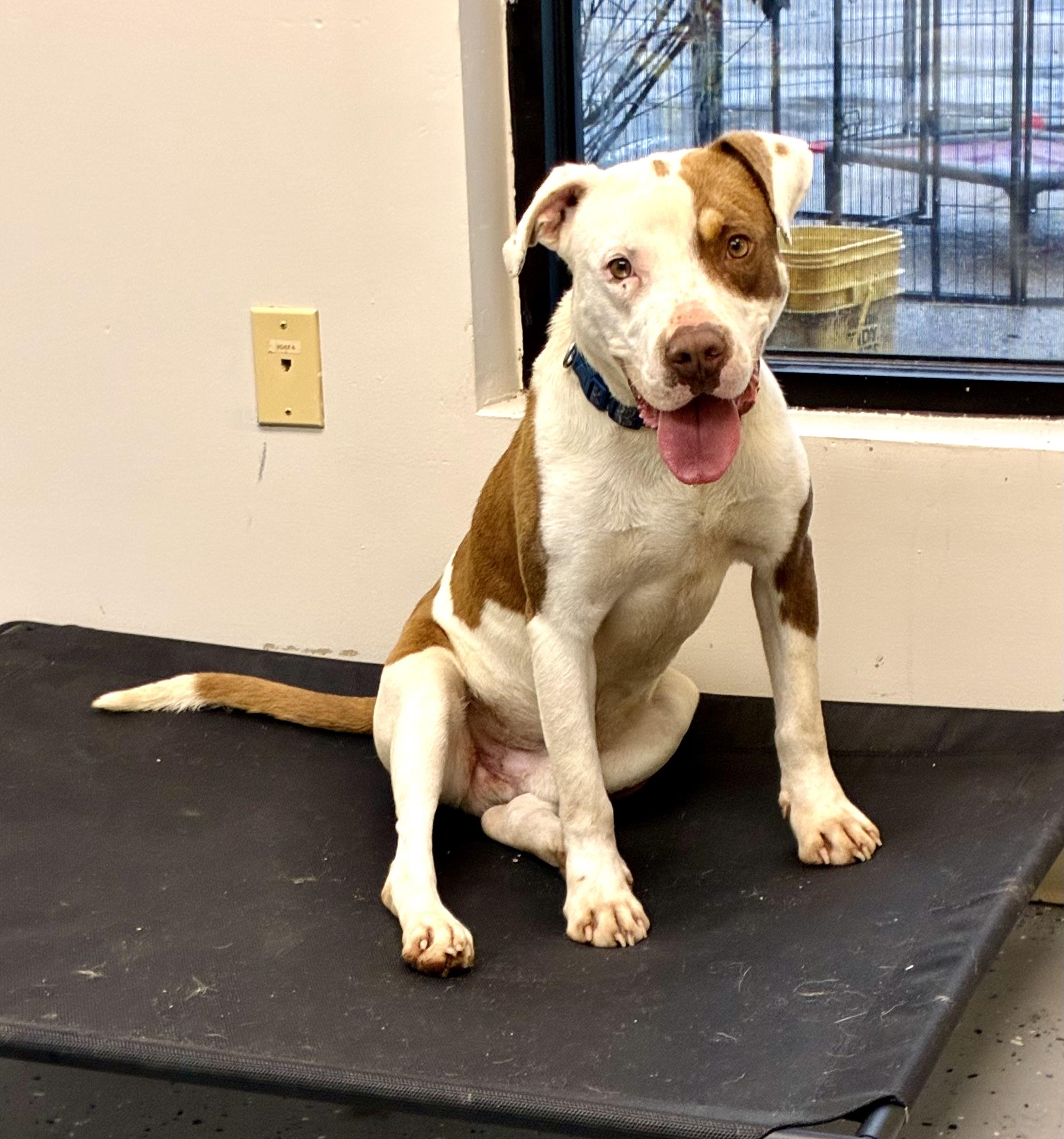 Enlarge Andy, a Adoptable Pit Bull Terrier in Senatobia, MS image 4/4