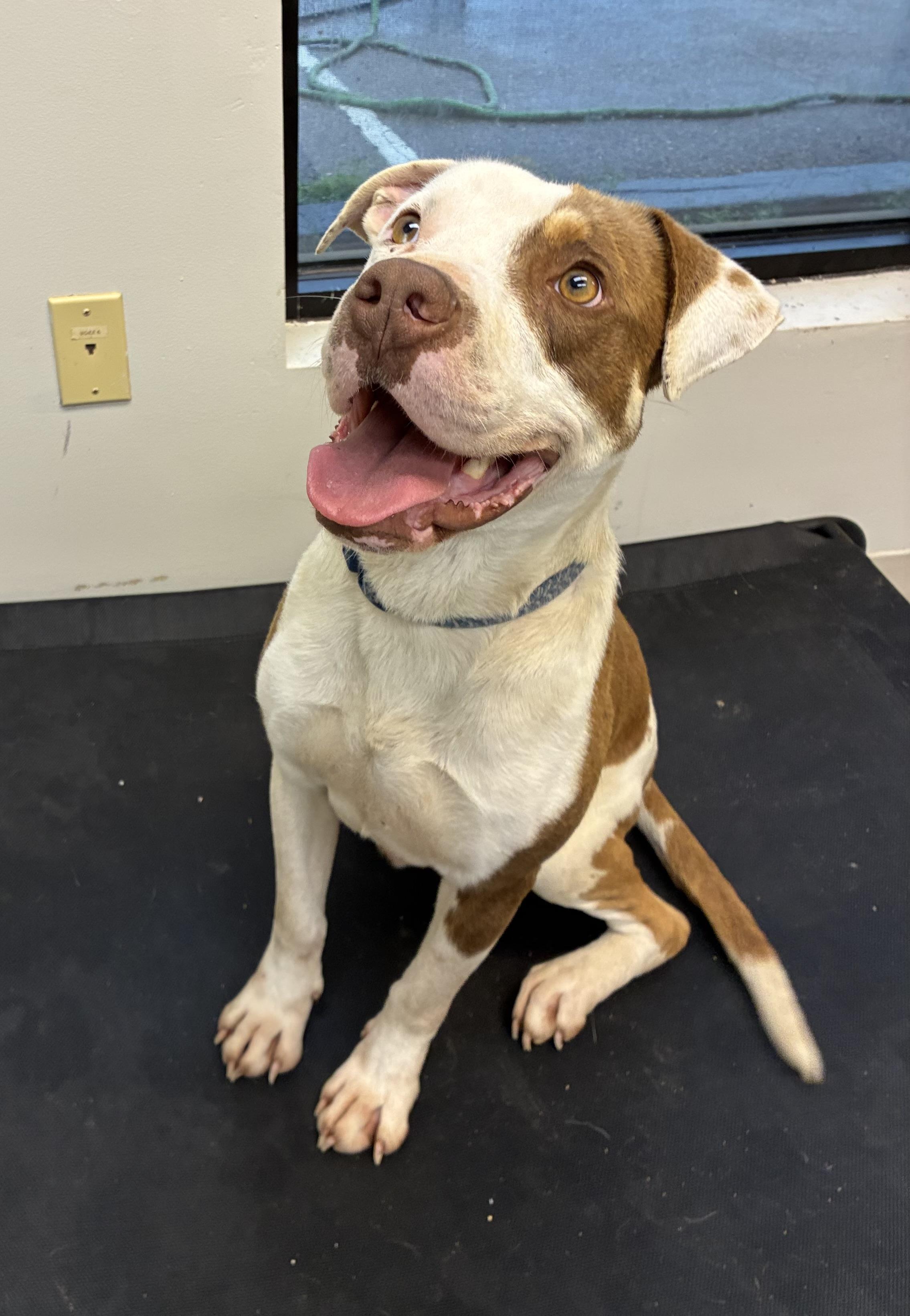 Andy, Adoptable, Adult Male Pit Bull Terrier.