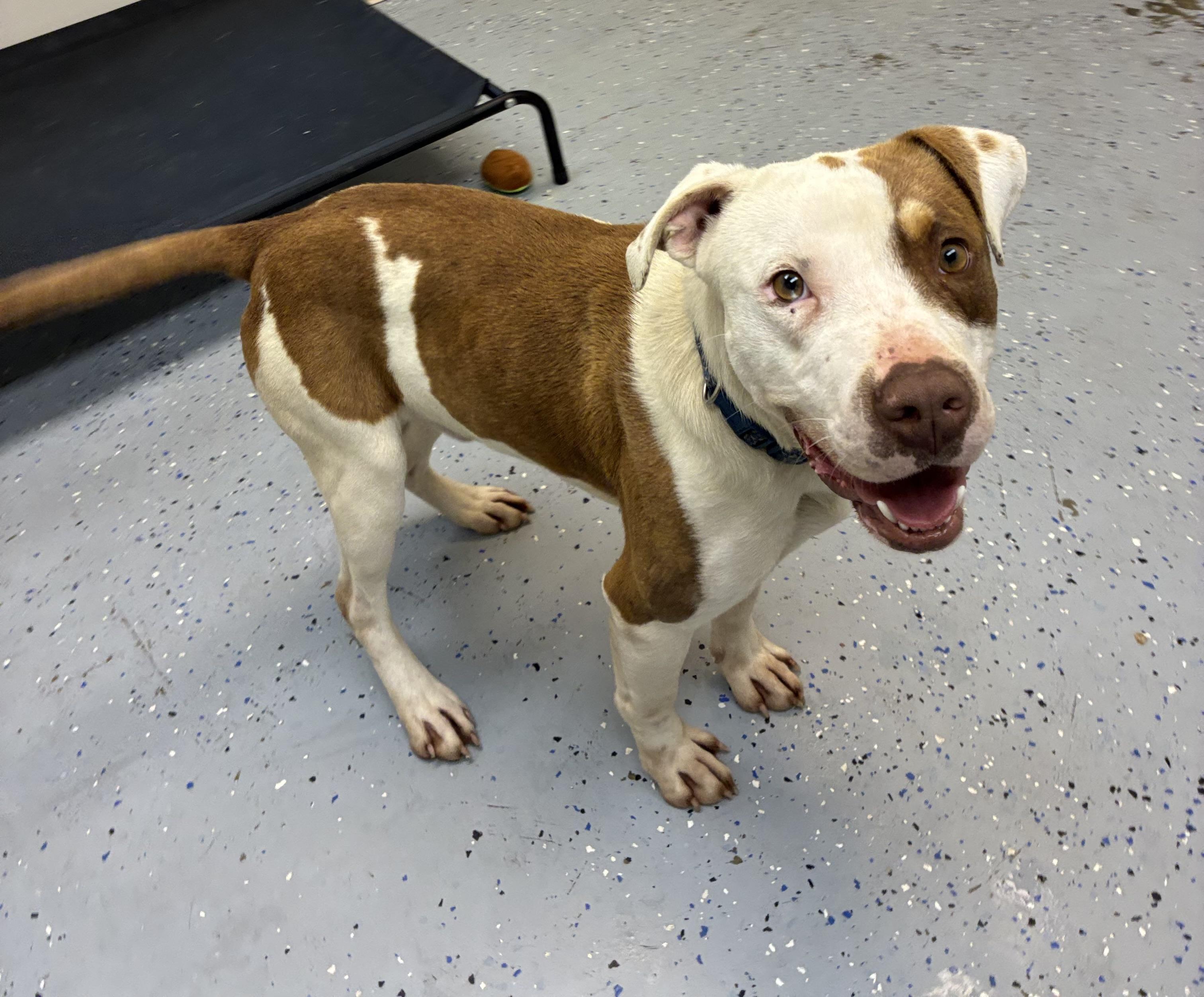 Enlarge Andy, a Adoptable Pit Bull Terrier in Senatobia, MS image 2/4