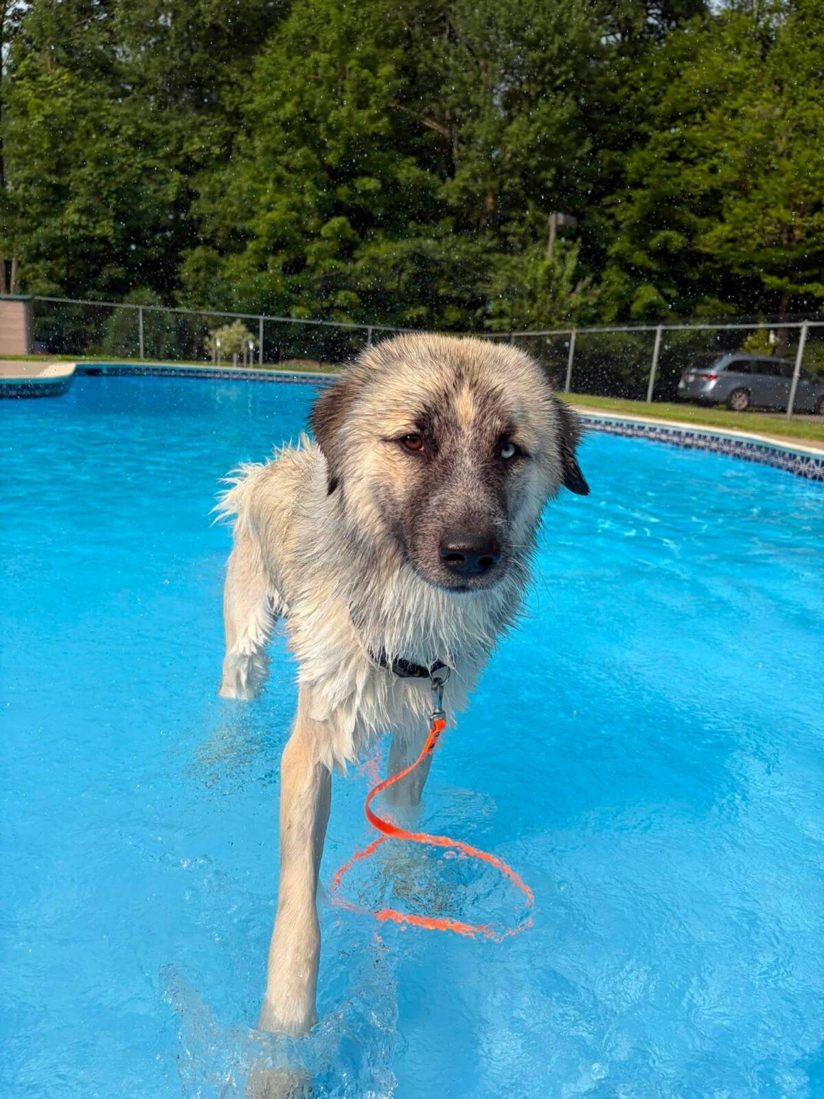 Enlarge Bobble, a Adoptable mixed breed in Hudson, MA image 3/6