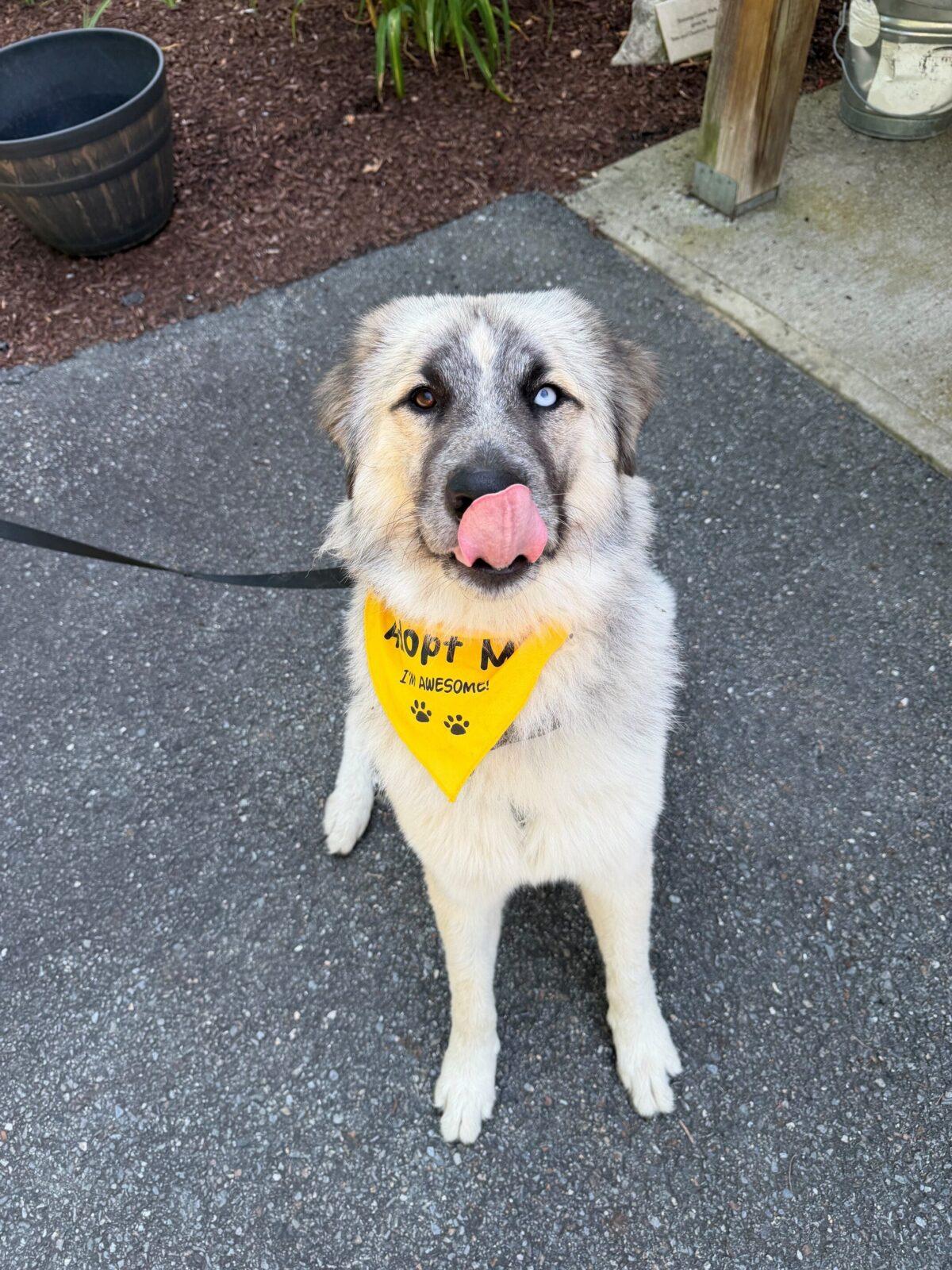 Enlarge Bobble, a Adoptable mixed breed in Hudson, MA image 5/6