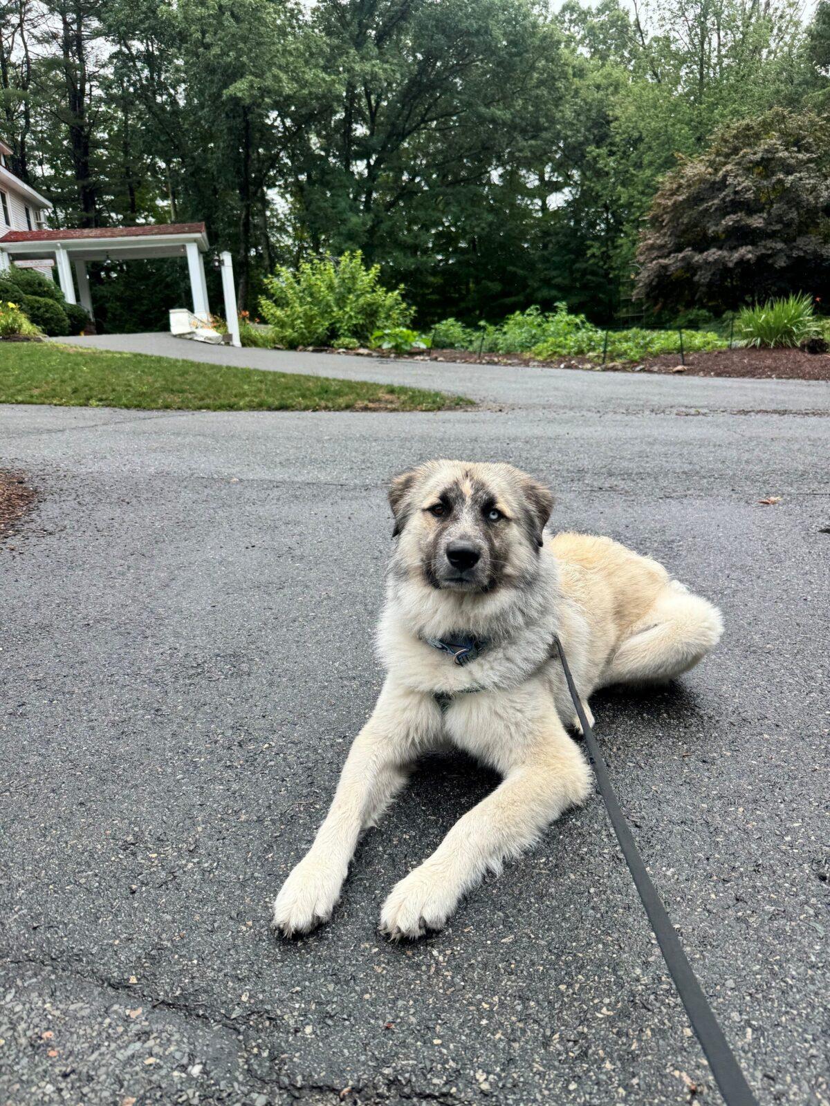 Bobble, Adoptable, Adult Male Great Pyrenees & Anatolian Shepherd.