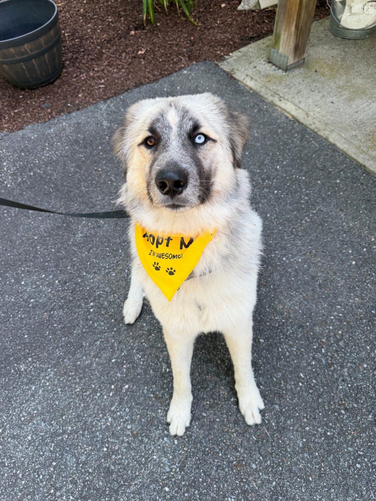 Enlarge Bobble, a Adoptable mixed breed in Hudson, MA image 4/6
