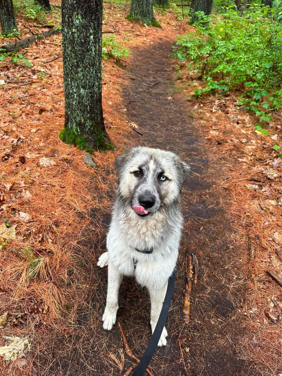 Enlarge Bobble, a Adoptable mixed breed in Hudson, MA image 2/6