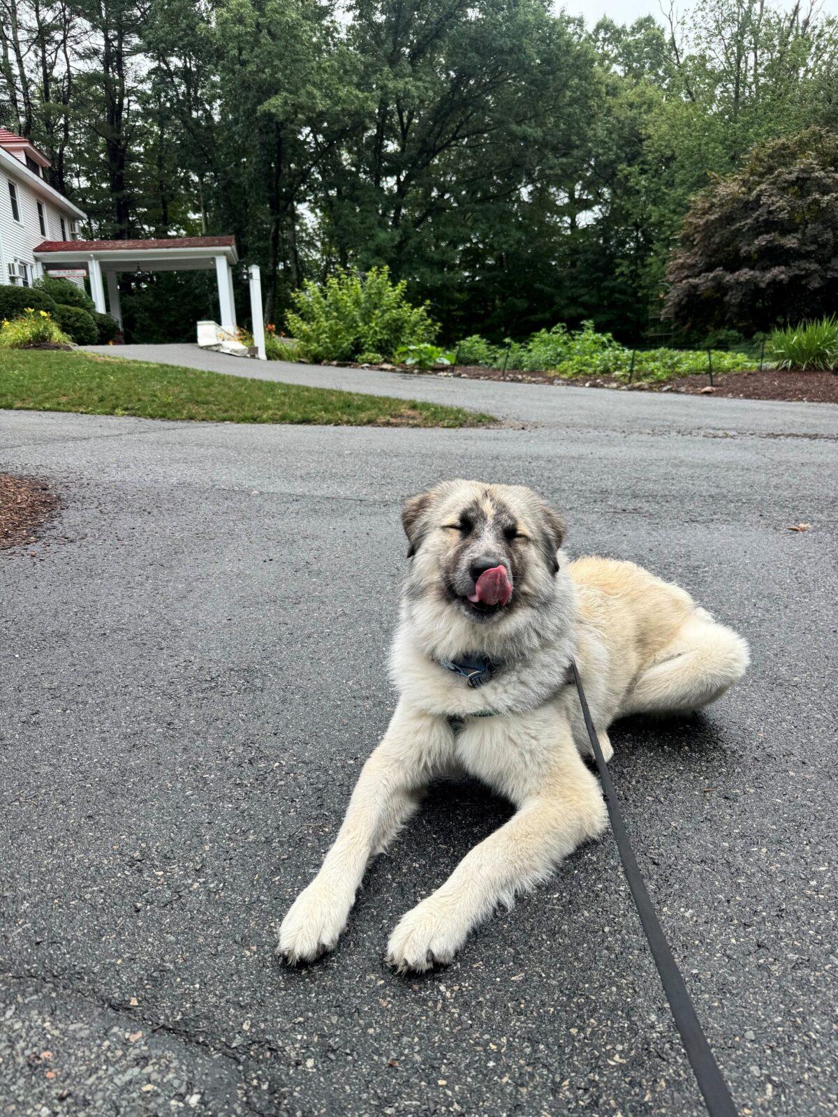 Enlarge Bobble, a Adoptable mixed breed in Hudson, MA image 6/6