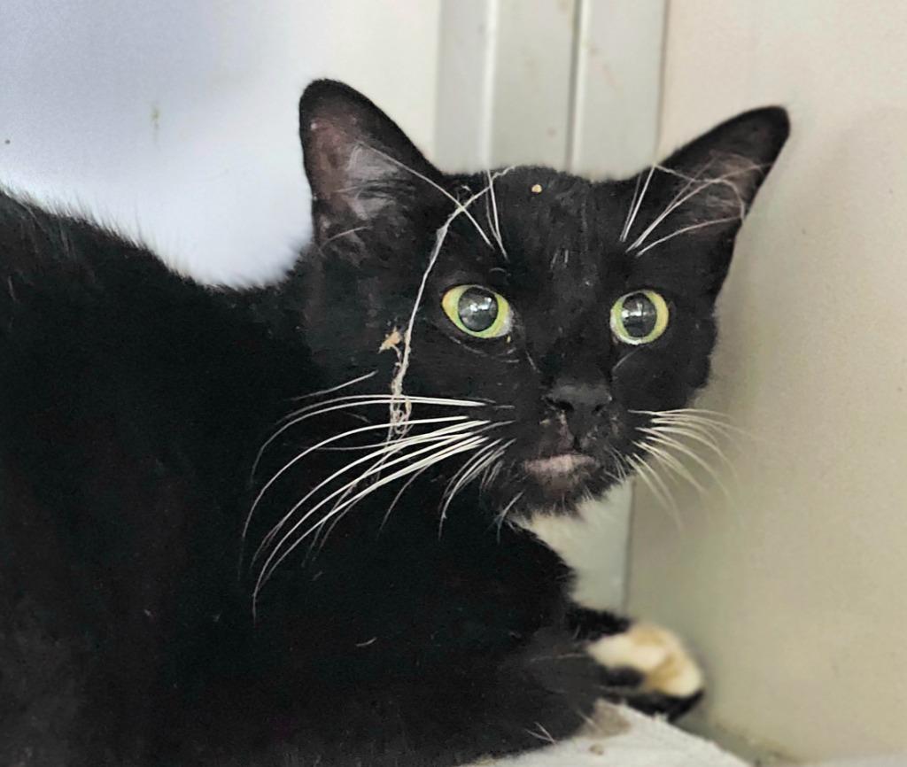 Aspen, Adoptable, Young Female Domestic Short Hair.