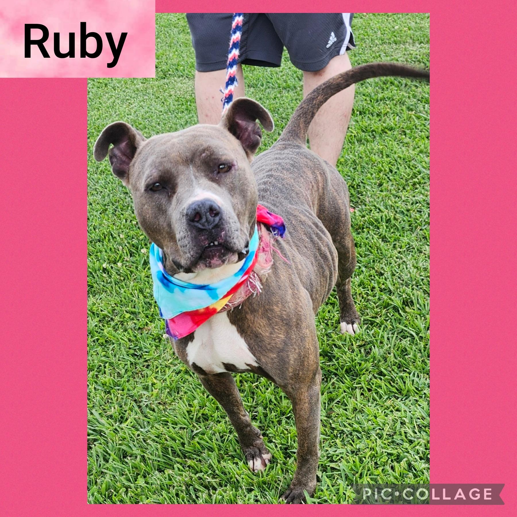 Enlarge Ruby, a Adoptable mixed breed in New Iberia, LA image 1/1