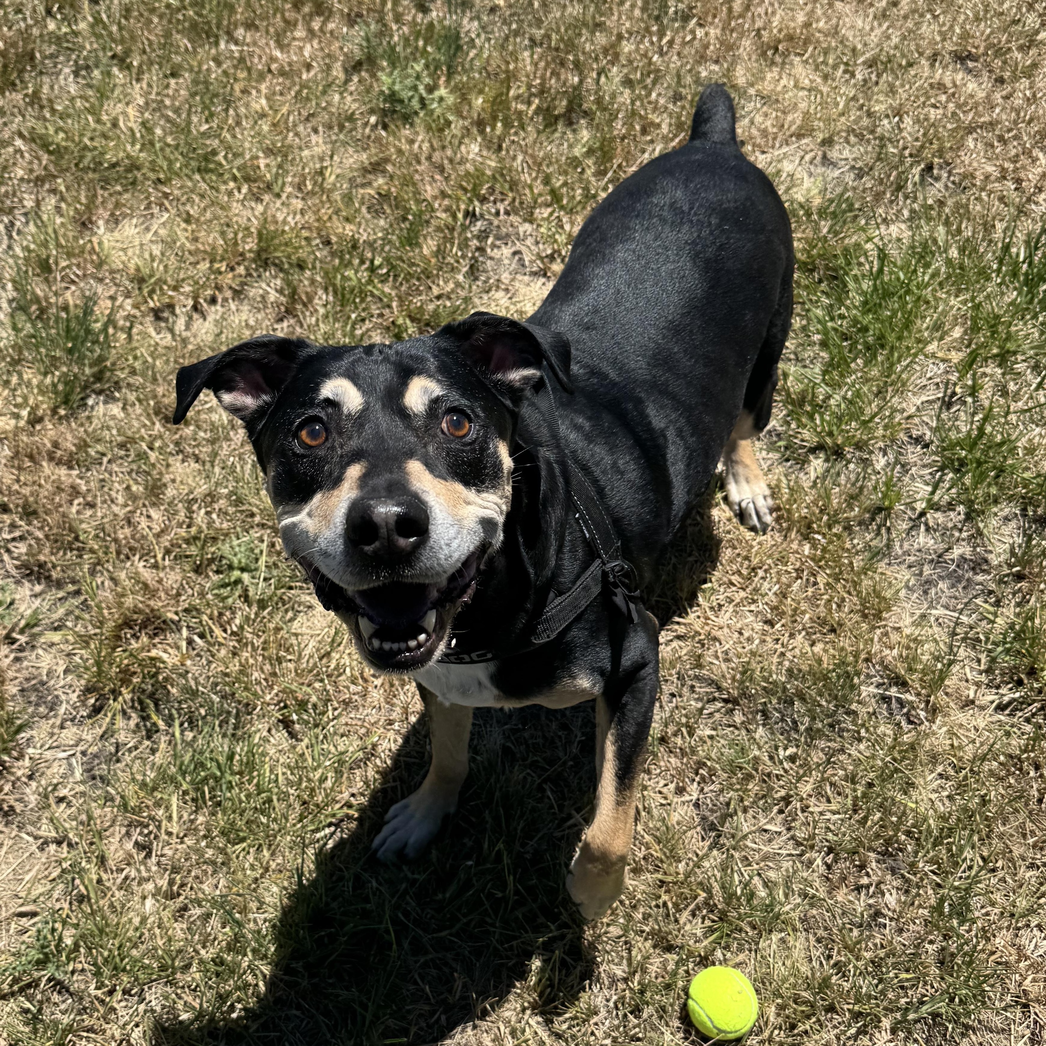 Batman, ADOPTABLE, Adult Male Mixed Breed.
