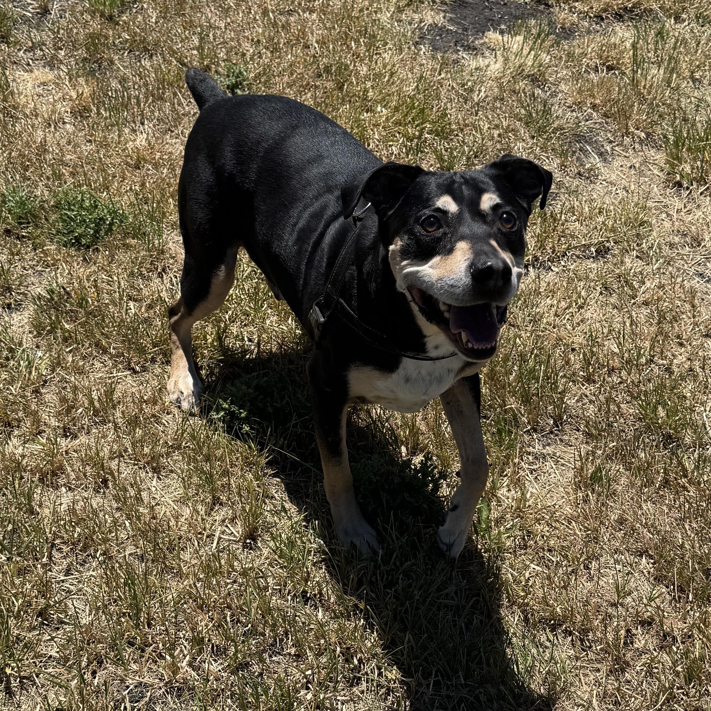 Enlarge Batman, a ADOPTABLE mixed breed in La Grande, OR image 2/4