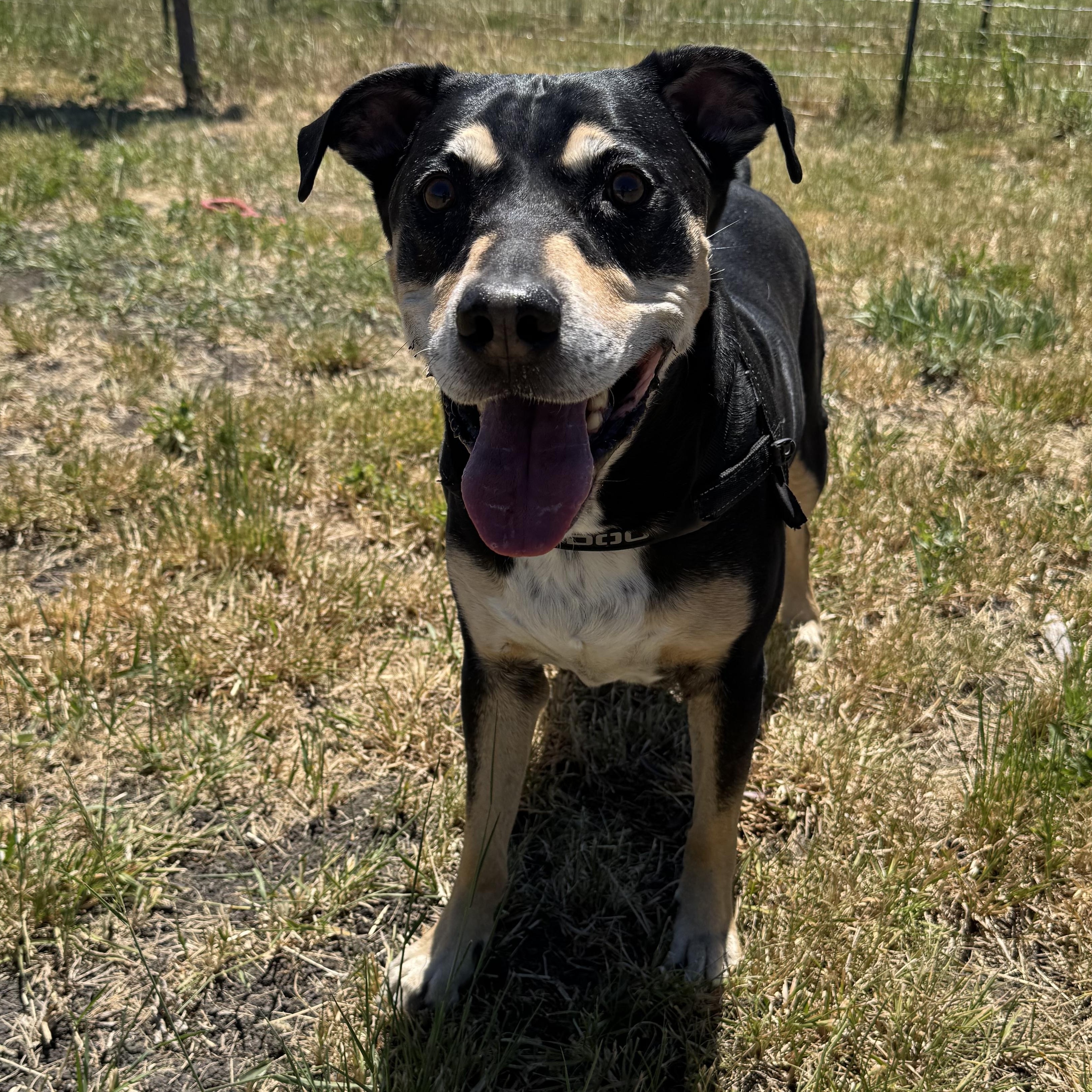 Enlarge Batman, a ADOPTABLE mixed breed in La Grande, OR image 4/4