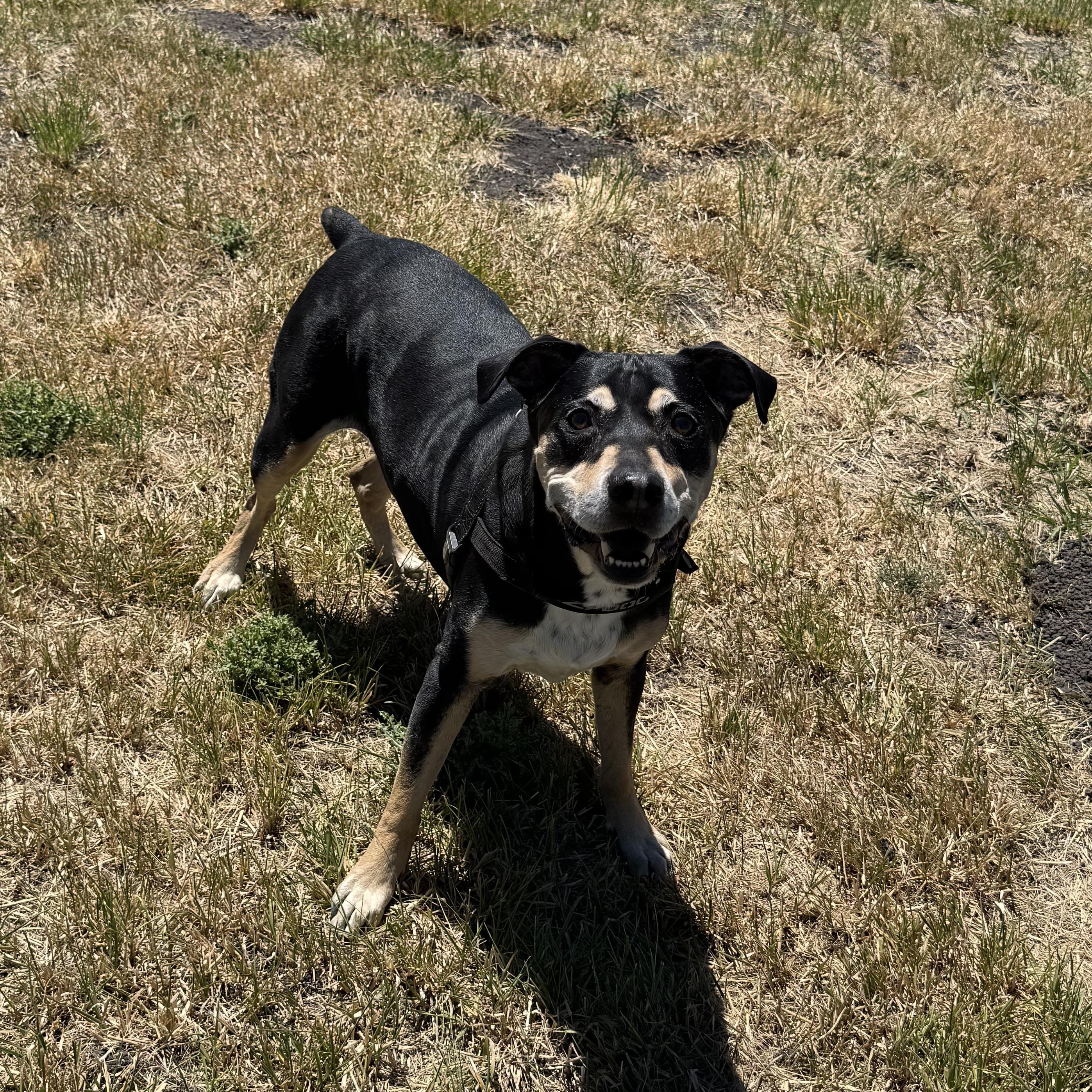 Enlarge Batman, a ADOPTABLE mixed breed in La Grande, OR image 3/4