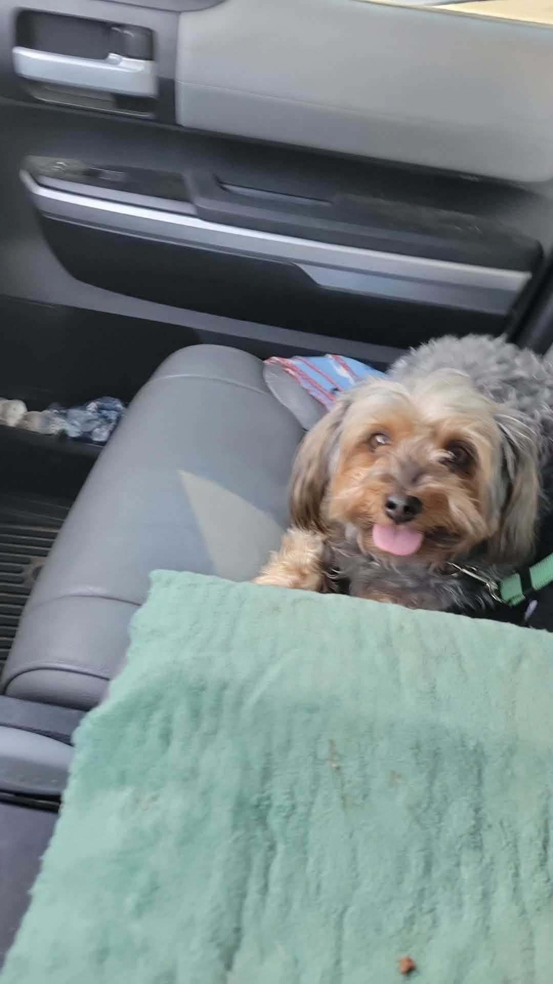 Enlarge Gracie, a Adopted Yorkshire Terrier in Florissant, MO image 1/2