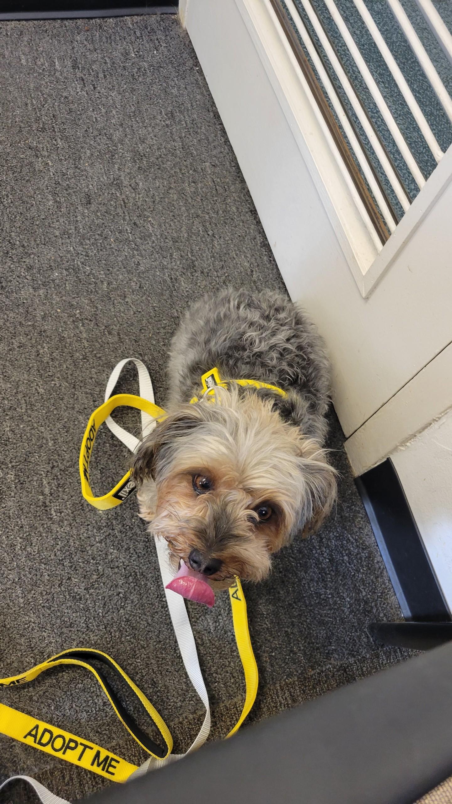 Enlarge Gracie, a Adopted Yorkshire Terrier in Florissant, MO image 2/2