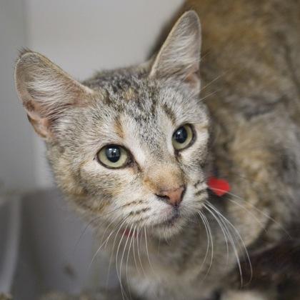 Irene, Adoptable, Young Female Domestic Short Hair & Domestic Short Hair.