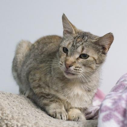 Irene, a Adoptable mixed breed in Verona, WI image 2/3