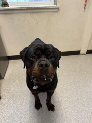 Squish, adopted, Adult Male Rottweiler.