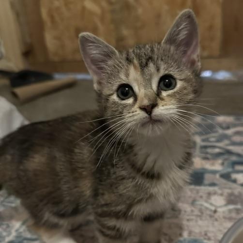 Enlarge Piper, a Adoptable mixed breed in Minneapolis, MN image 1/4