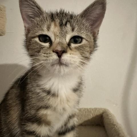 Enlarge Piper, a Adoptable mixed breed in Minneapolis, MN image 2/4