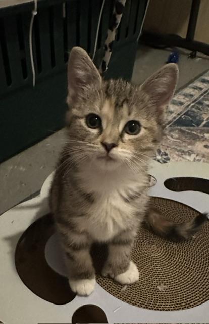 Enlarge Piper, a Adoptable mixed breed in Minneapolis, MN image 4/4