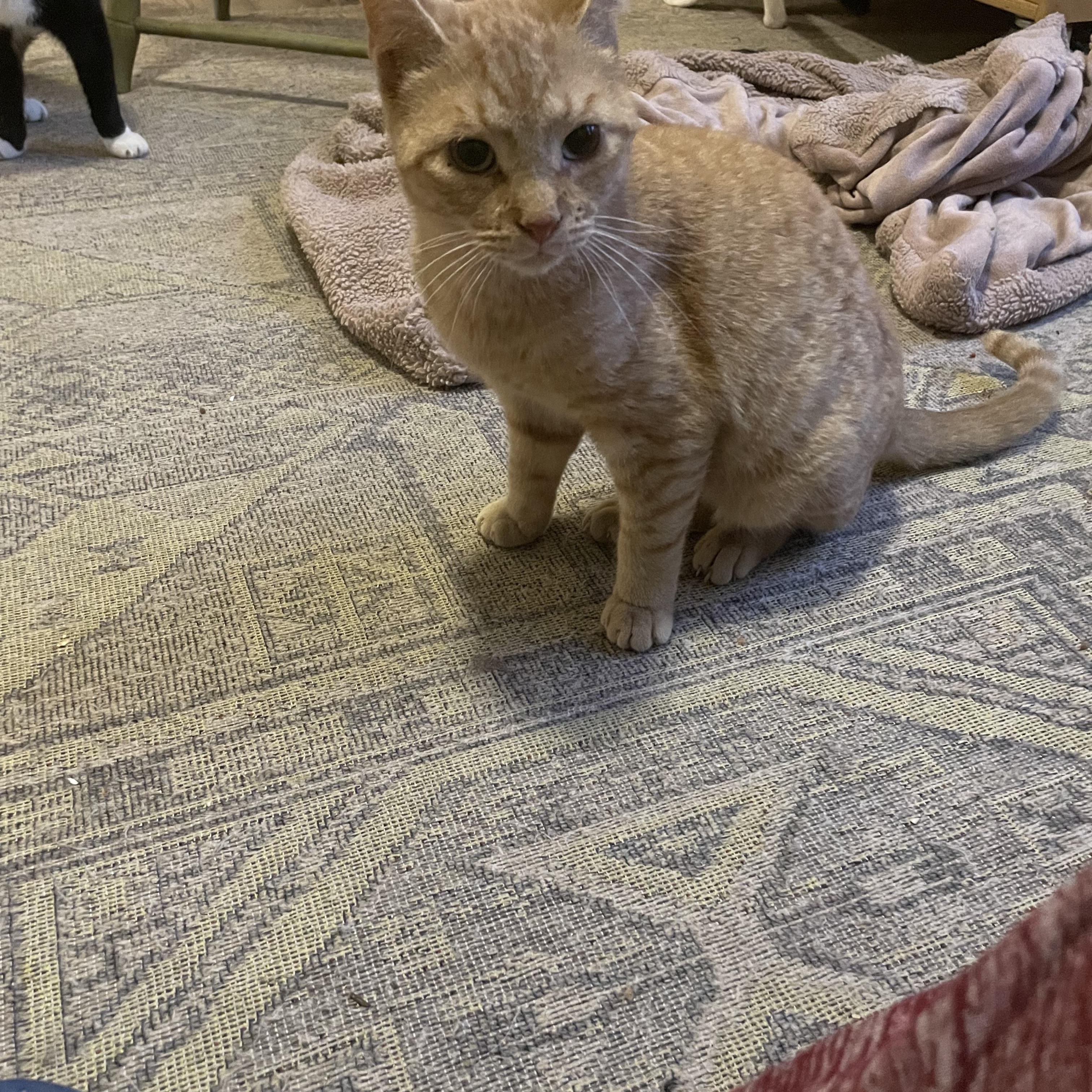 Enlarge Theo, a Adoptable Domestic Short Hair in lititz, PA image 1/2