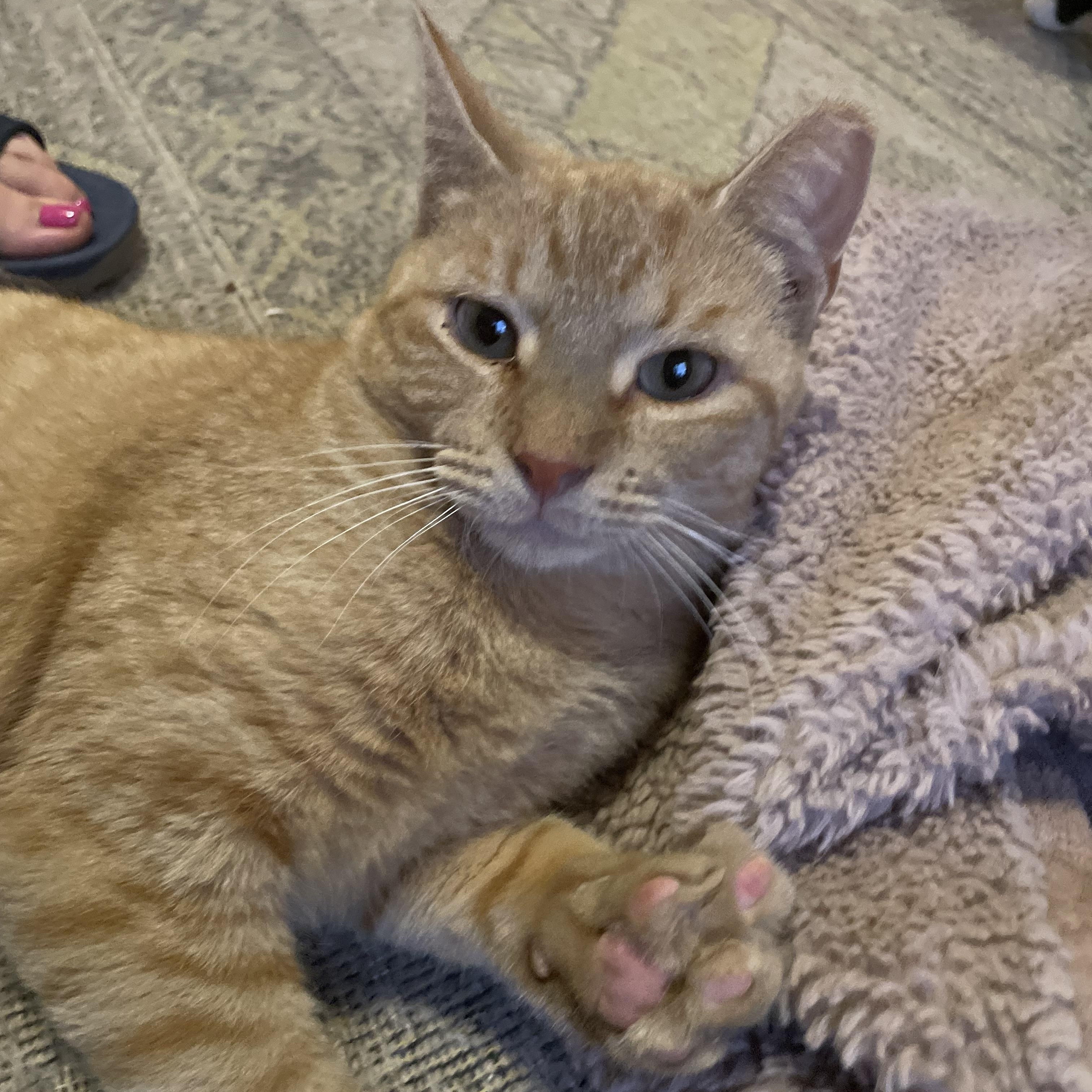 Enlarge Theo, a Adoptable Domestic Short Hair in lititz, PA image 2/2