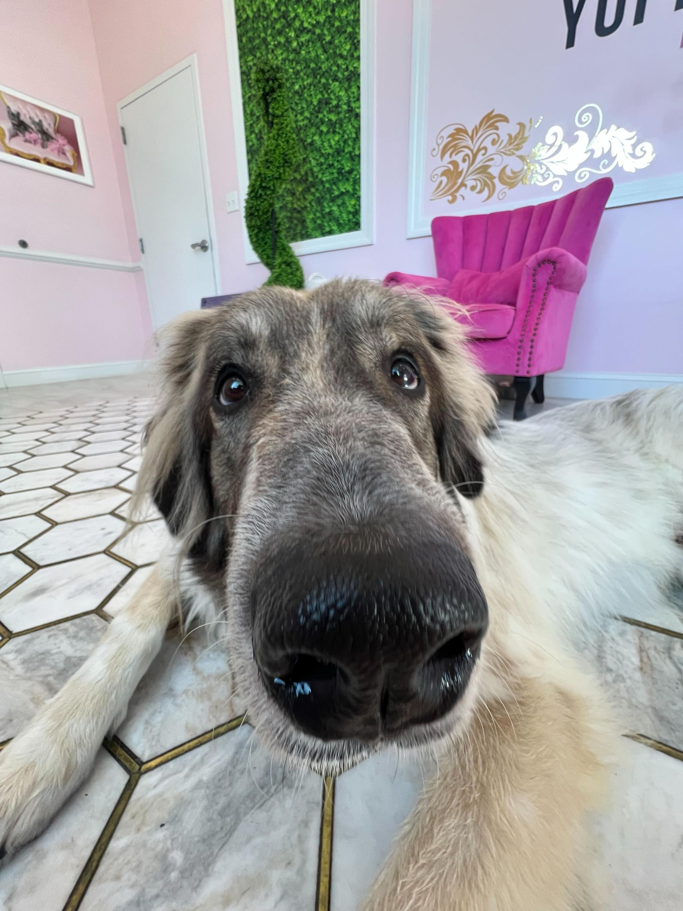 Enlarge Church, a Adoptable mixed breed in O'Fallon, MO image 1/1