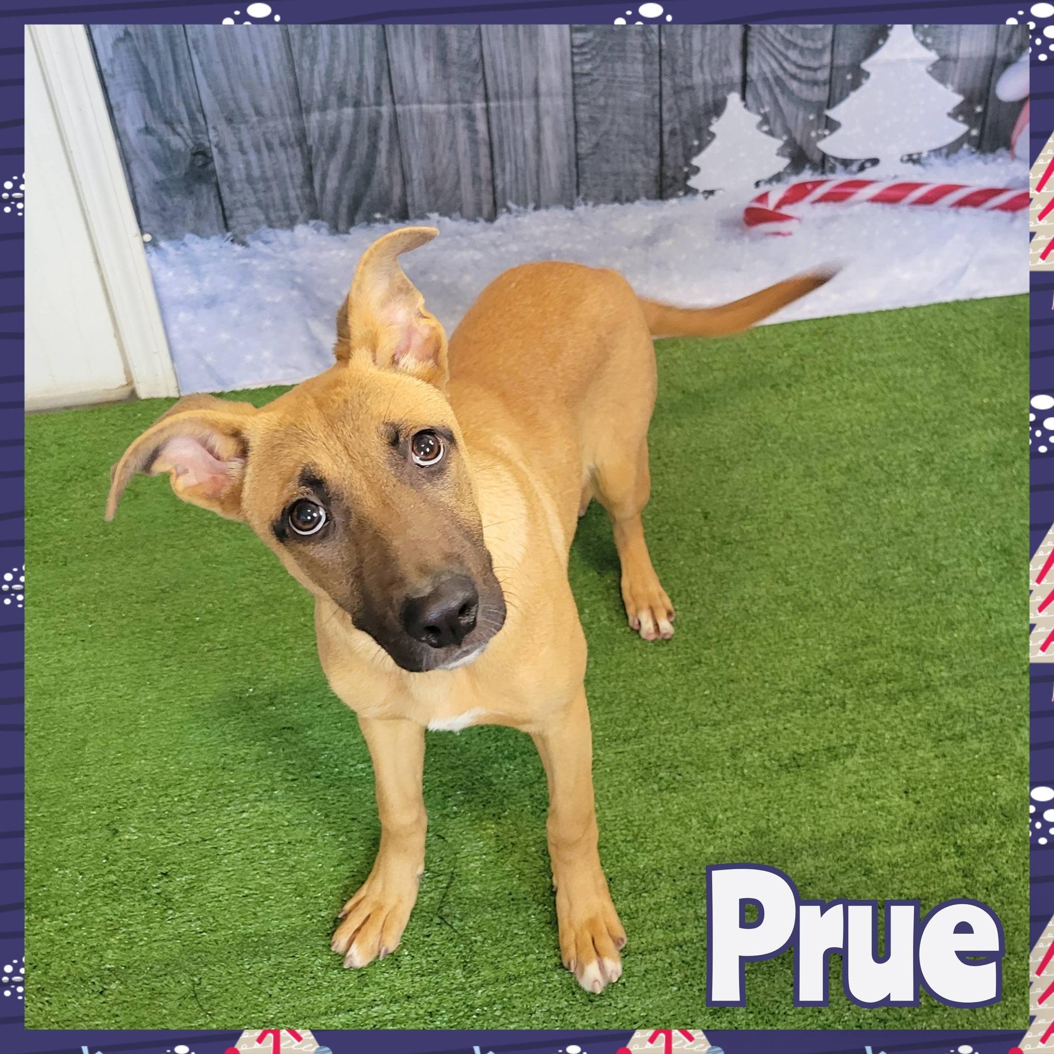 Enlarge Prue, a Adoptable mixed breed in Daingerfield, TX image 1/2