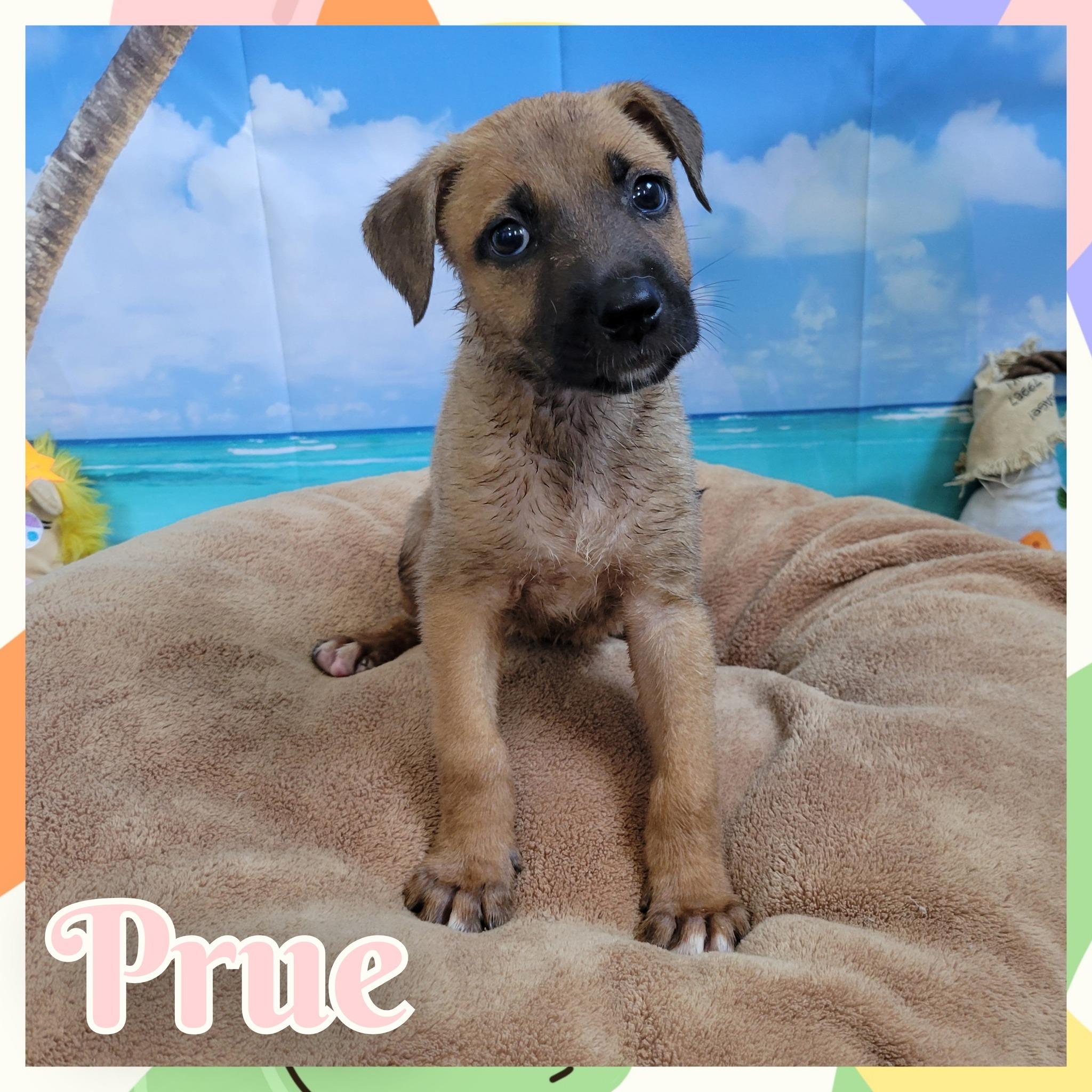 Enlarge Prue, a Adoptable mixed breed in Daingerfield, TX image 1/1