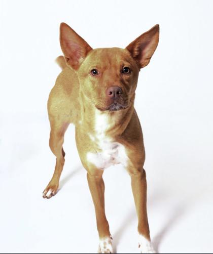 Enlarge Aussie 1339-25, a Adoptable mixed breed in Cumming, GA image 1/2