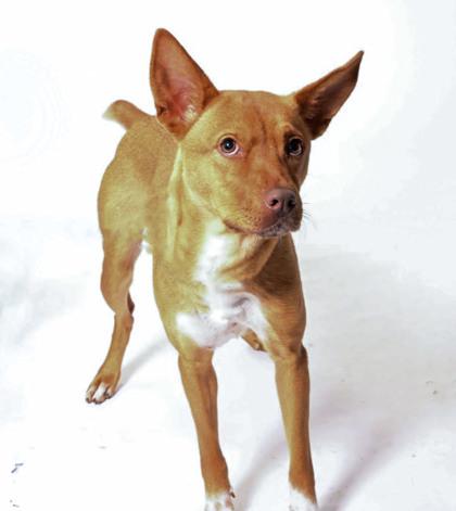 Enlarge Aussie 1339-25, a Adoptable mixed breed in Cumming, GA image 2/2