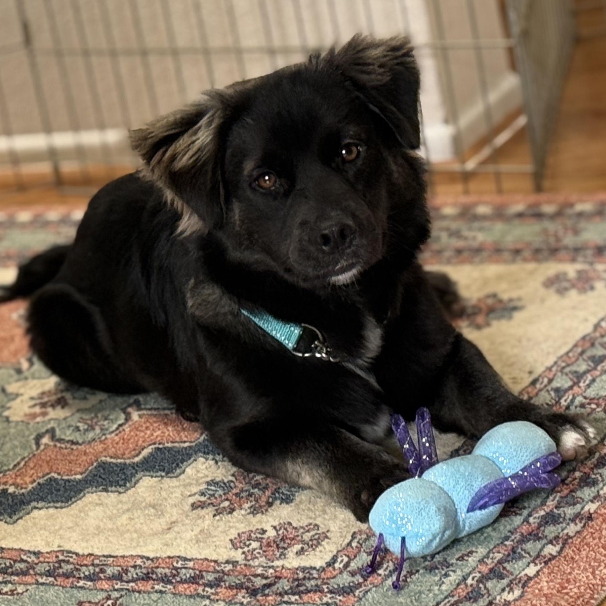 Kano, a Adoptable mixed breed in Whittier, CA image 1/3