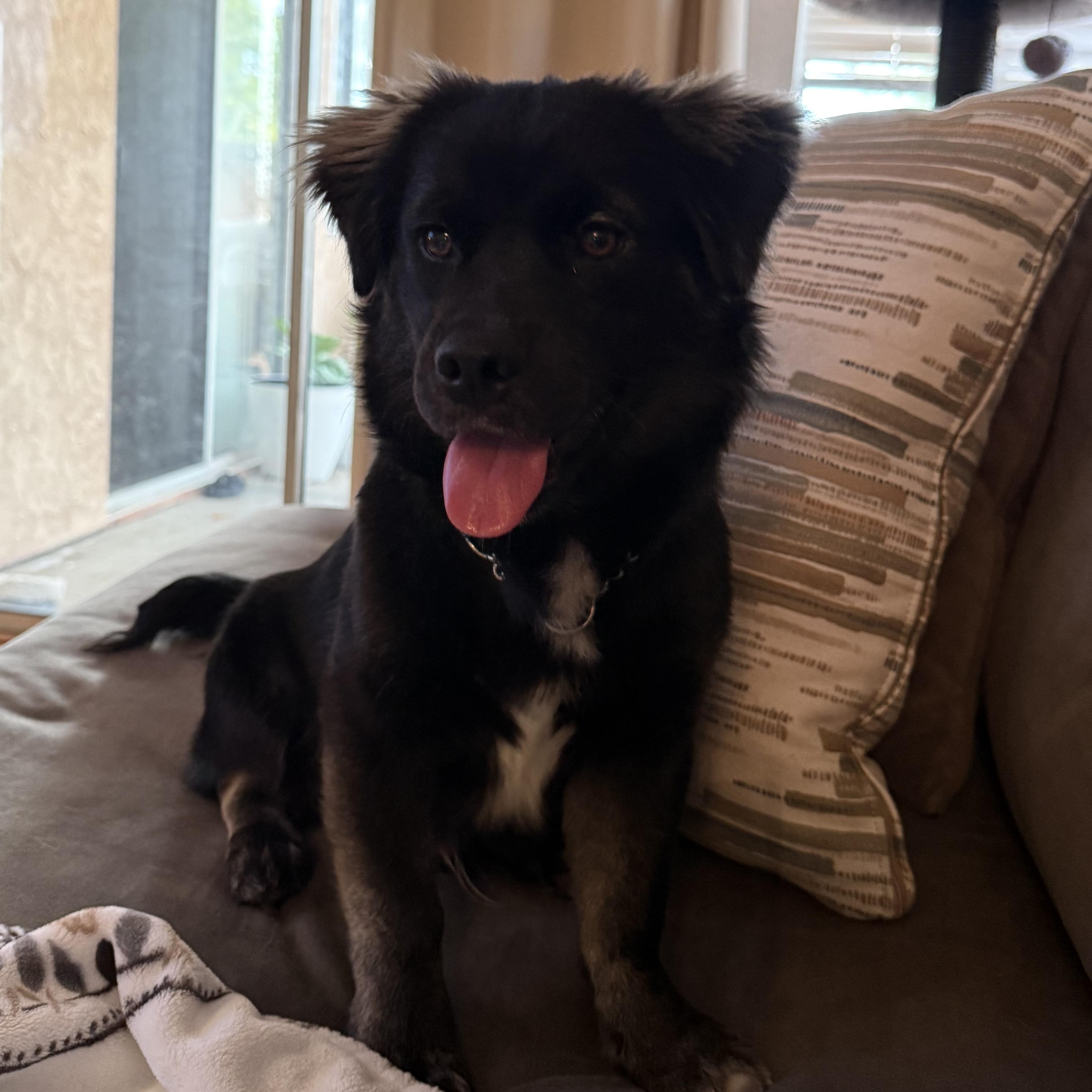 Kano, a Adoptable mixed breed in Whittier, CA image 3/3