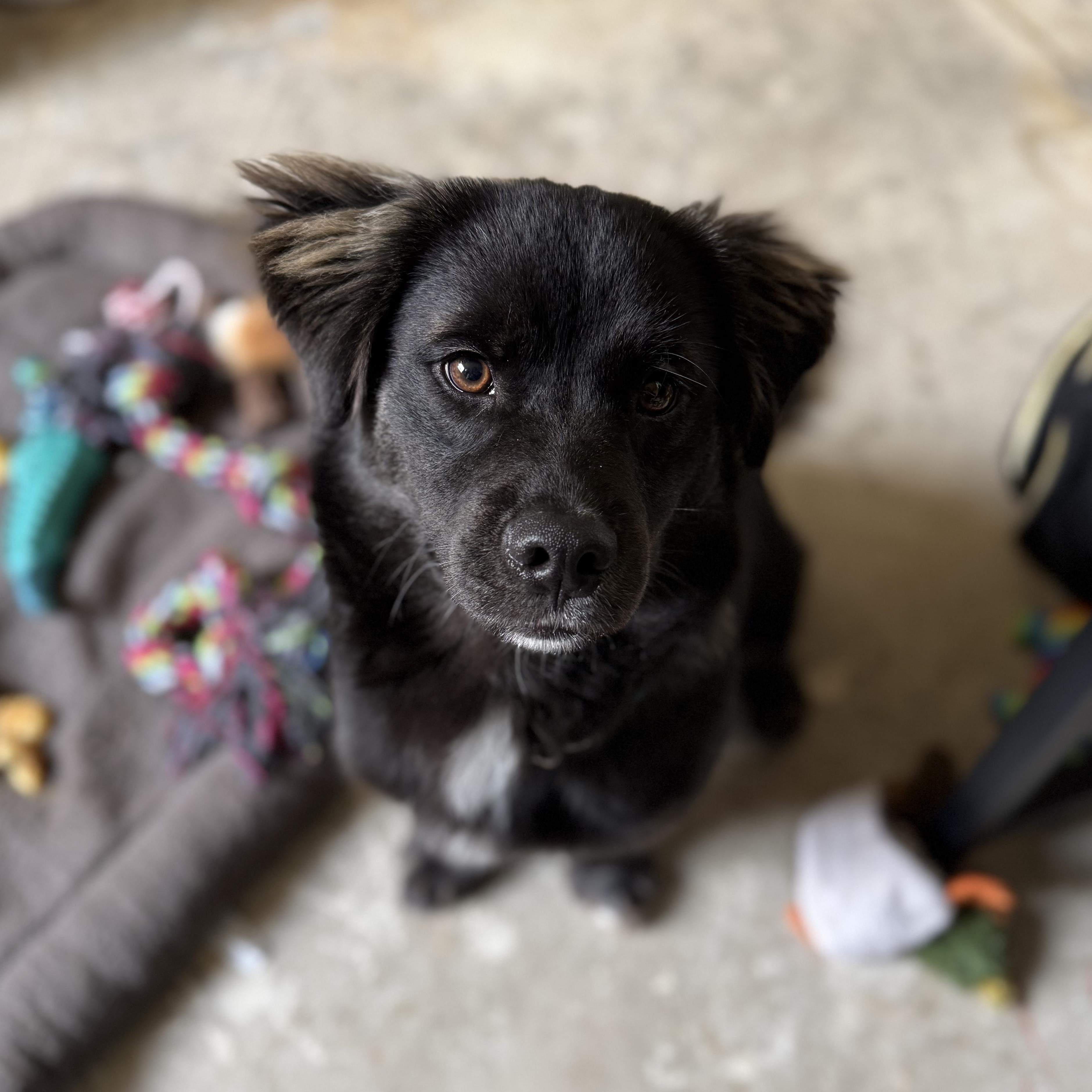 Kano, a Adoptable mixed breed in Whittier, CA image 2/3