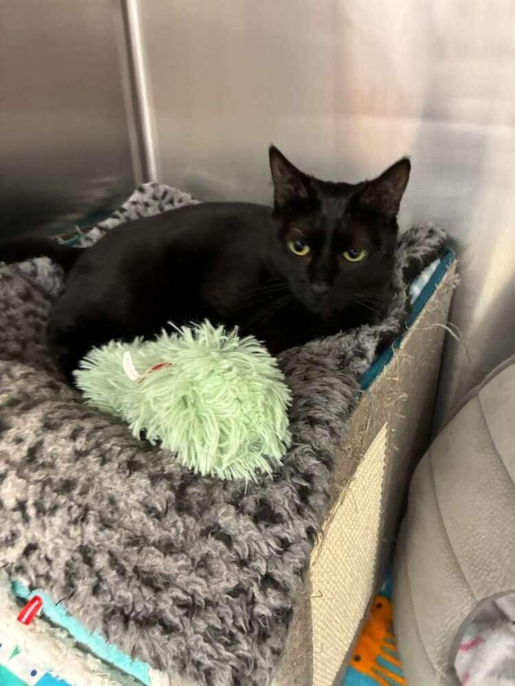 Enlarge Abby (Sneezy), a Adoptable mixed breed in Orlando, FL image 1/3