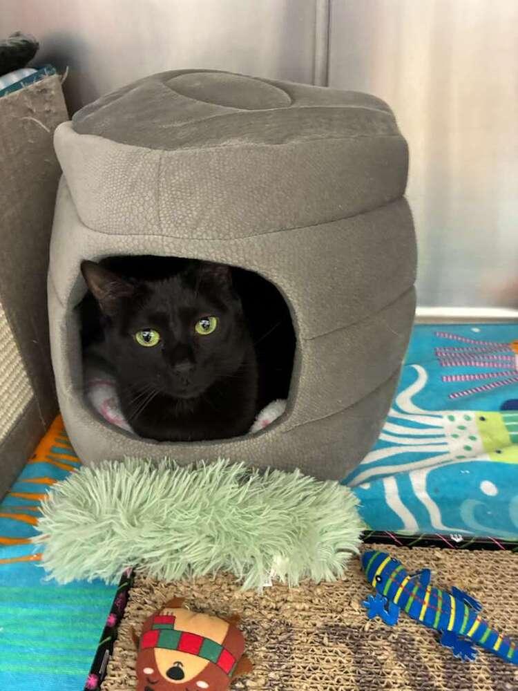 Enlarge Abby (Sneezy), a Adoptable mixed breed in Orlando, FL image 2/3