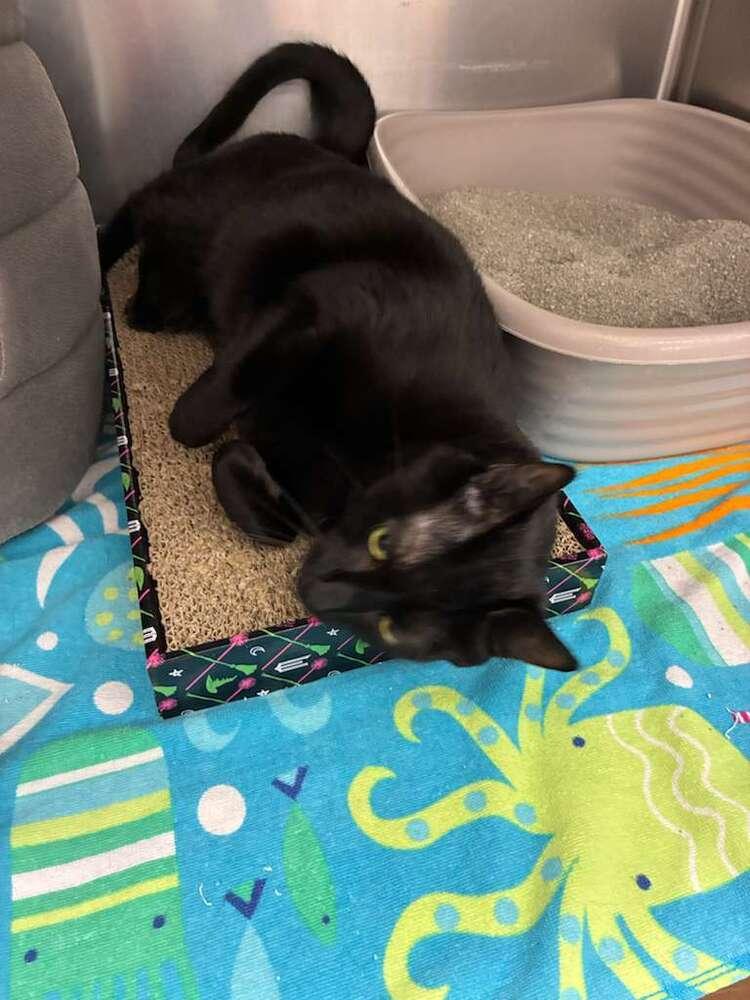 Enlarge Abby (Sneezy), a Adoptable mixed breed in Orlando, FL image 3/3