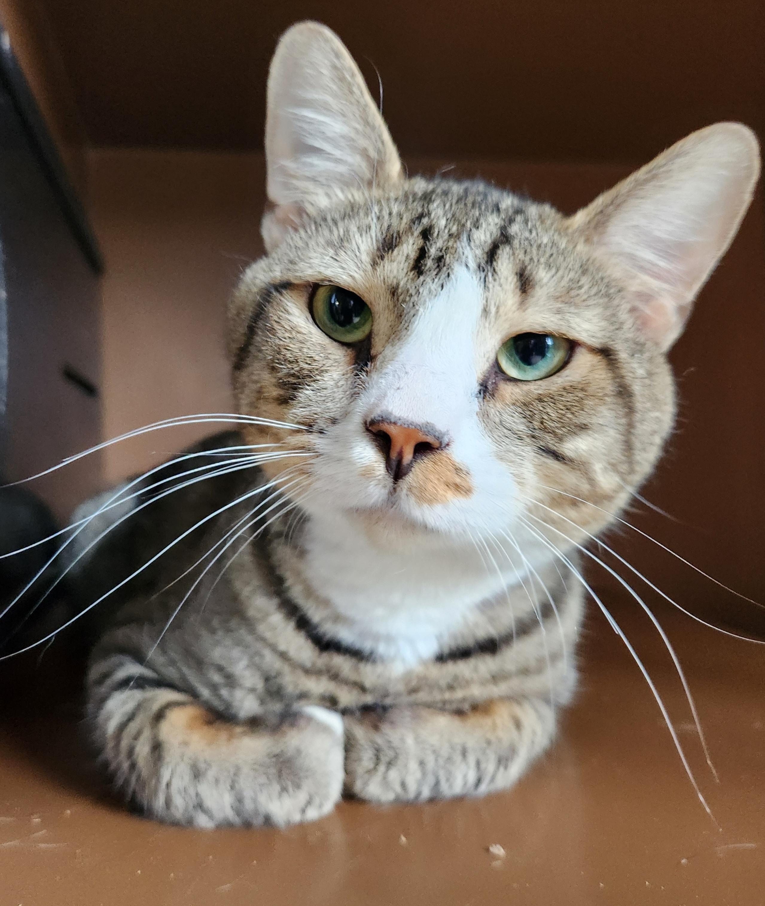 Door Dash, a Adoptable Domestic Short Hair in Mansfield Center, CT image 1/2