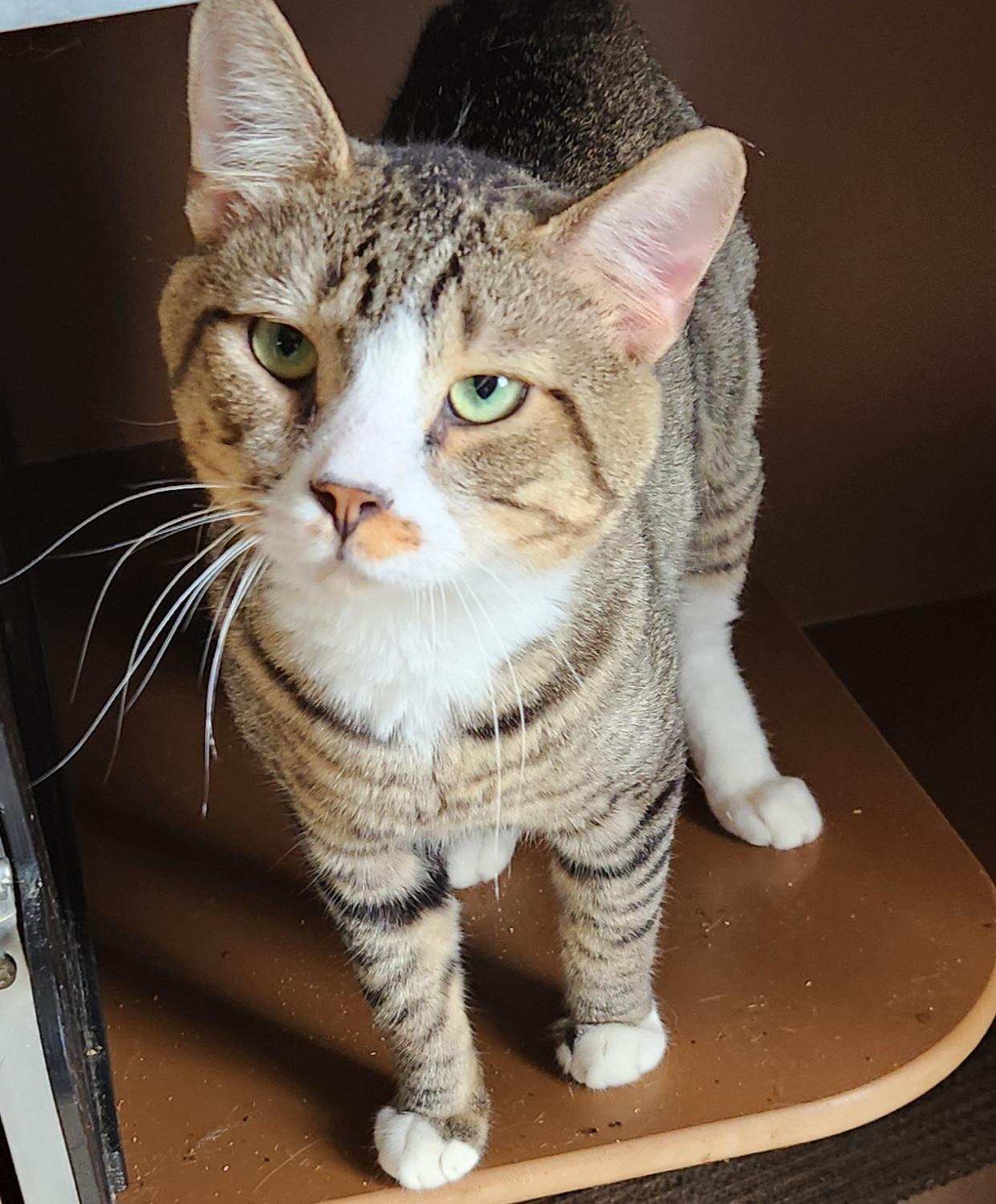 Door Dash, a Adoptable Domestic Short Hair in Mansfield Center, CT image 2/2