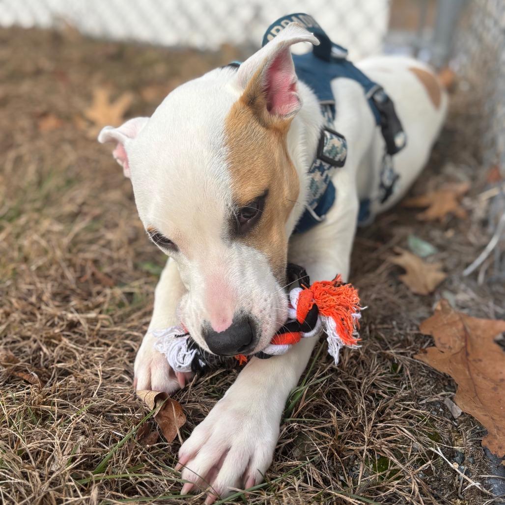 Enlarge Trooper, a Adoptable Mixed Breed in Enfield, NH image 2/6