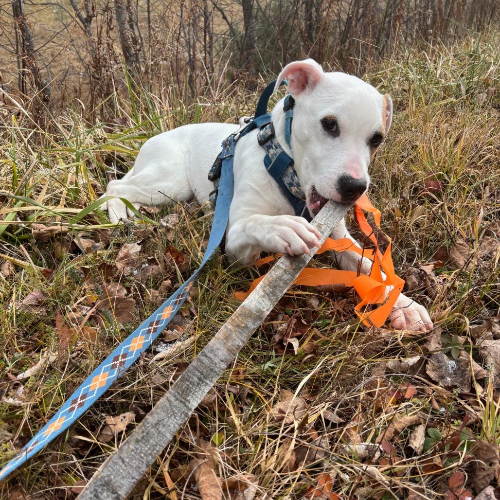 Enlarge Trooper, a Adoptable Mixed Breed in Enfield, NH image 3/6