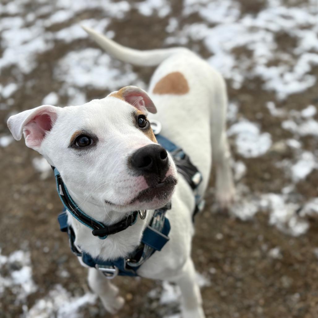 Enlarge Trooper, a Adoptable Mixed Breed in Enfield, NH image 4/6