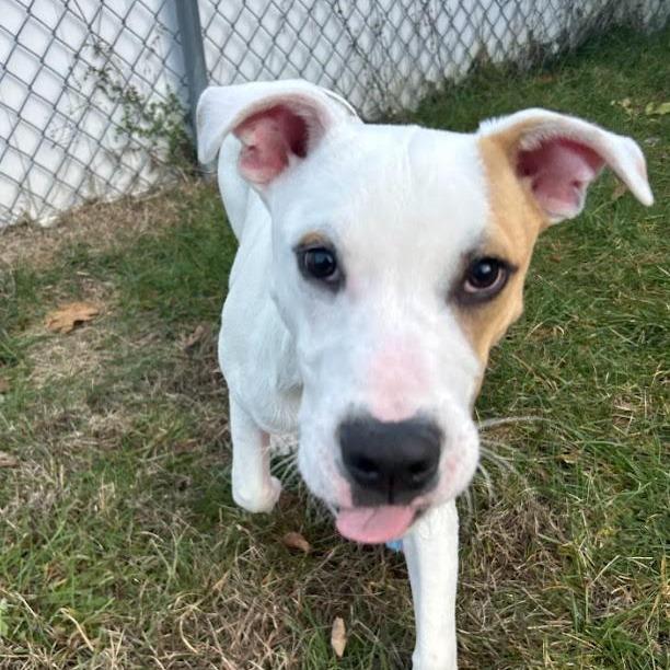 Enlarge Trooper, a Adoptable Mixed Breed in Enfield, NH image 5/6