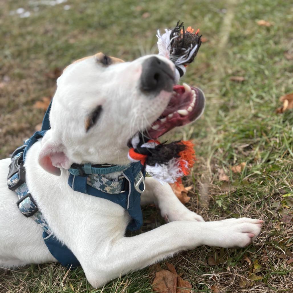 Enlarge Trooper, a Adoptable Mixed Breed in Enfield, NH image 6/6