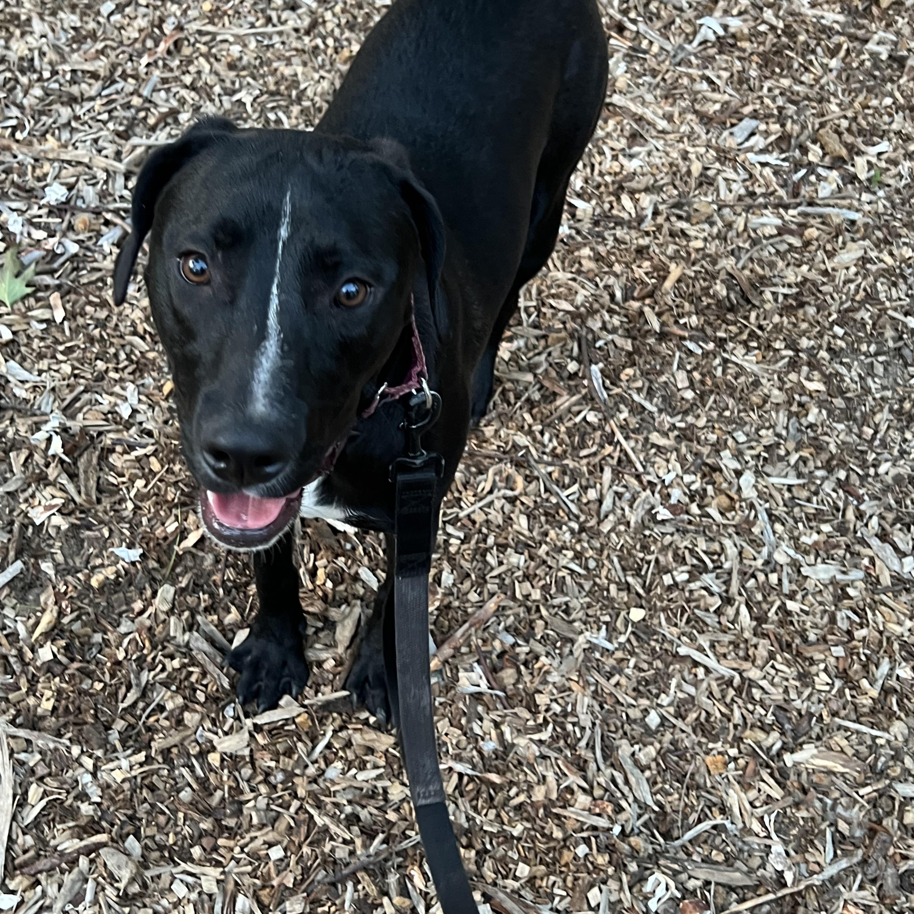 Olive, Adoptable, Young Female Black Labrador Retriever.
