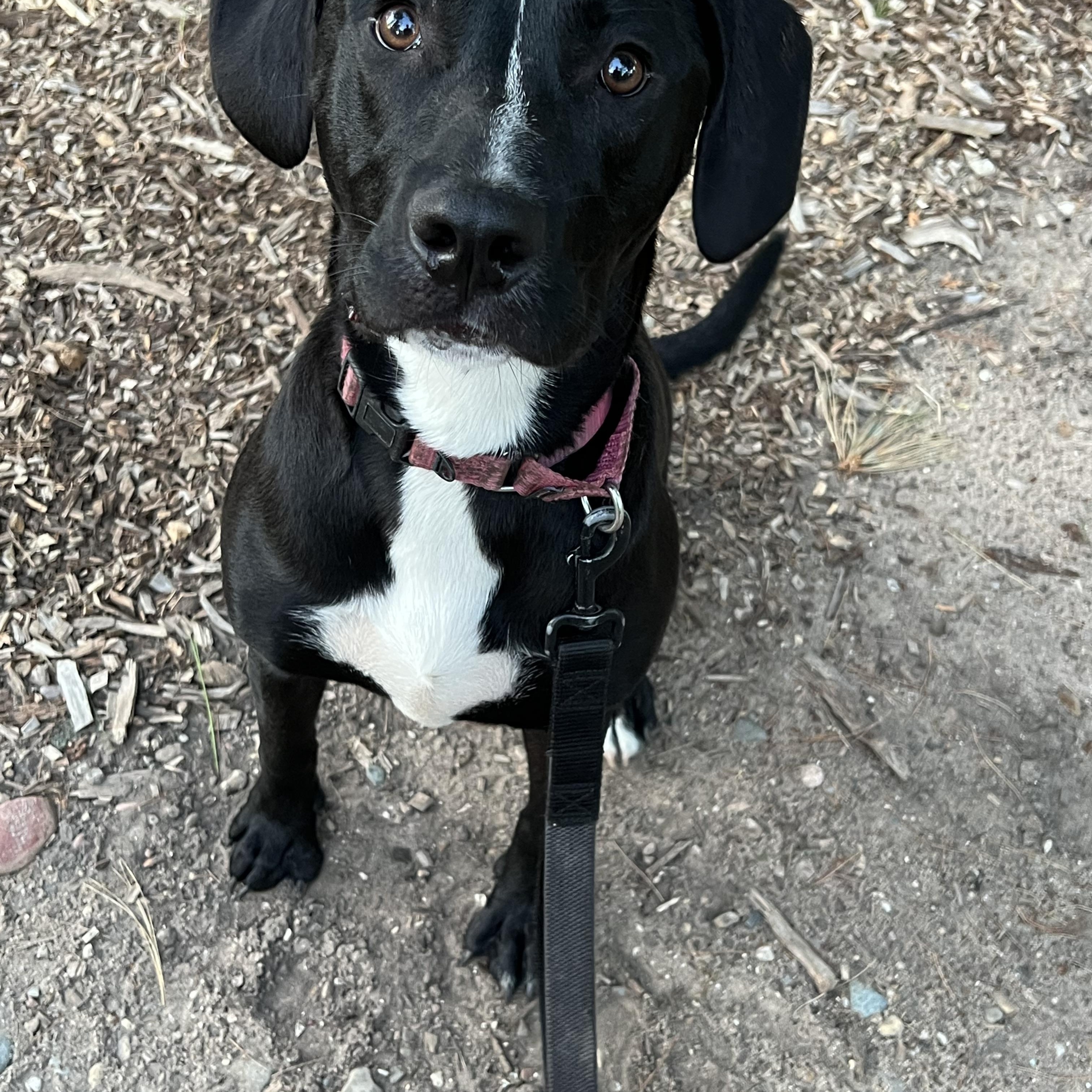 Olive, a Adoptable mixed breed in Eaton Rapids, MI image 2/5