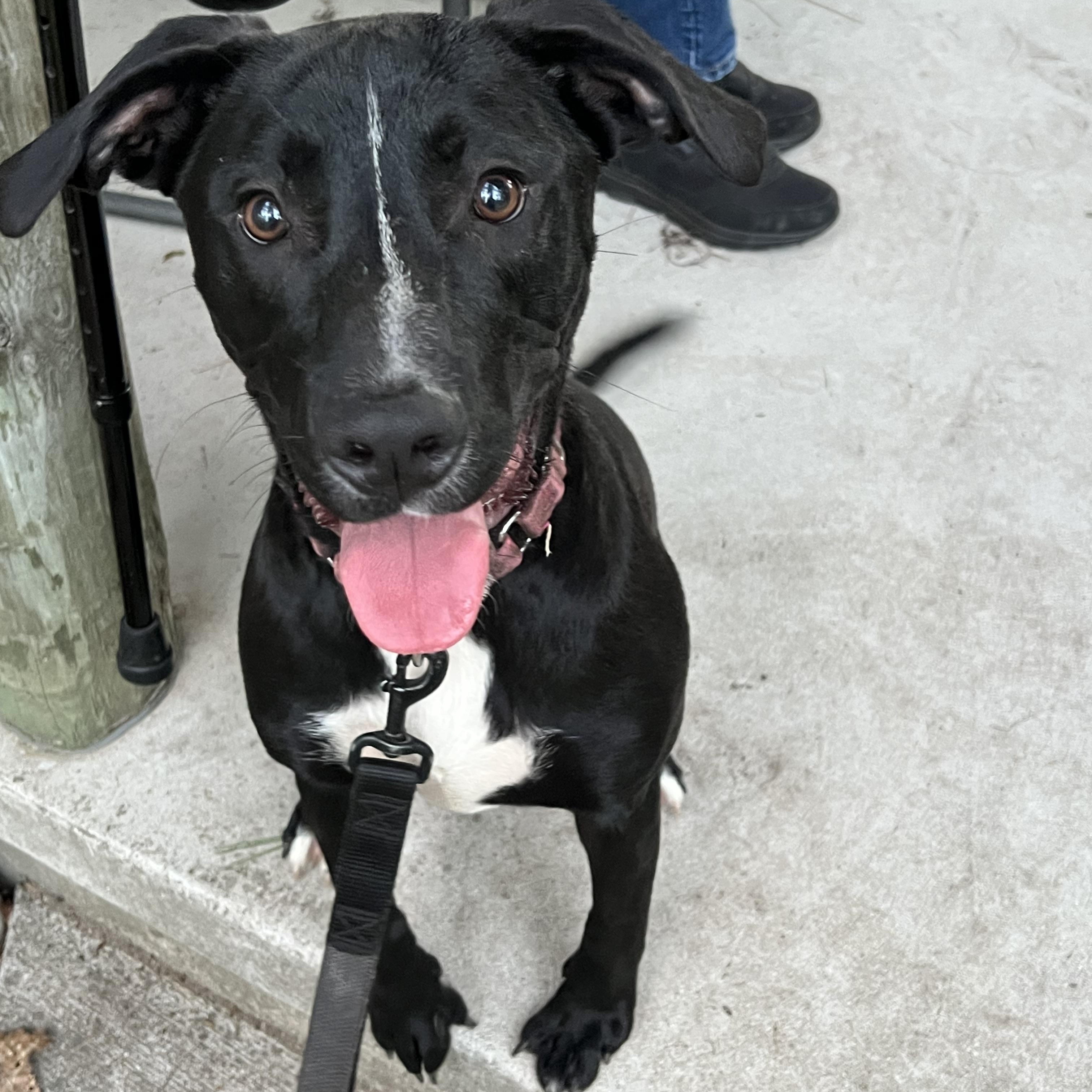 Olive, a Adoptable mixed breed in Eaton Rapids, MI image 3/5